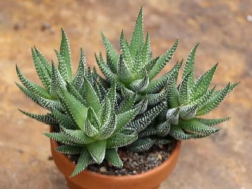 Рейтинг лучших и неприхотливых комнатных растений. Самые популярные комнатные цветы 04 Рейтинг лучших и неприхотливых комнатных растений. Самые популярные комнатные цветы 04