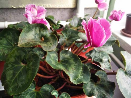 Самые неприхотливые комнатные растения для офиса. Топ-12 растений для офиса