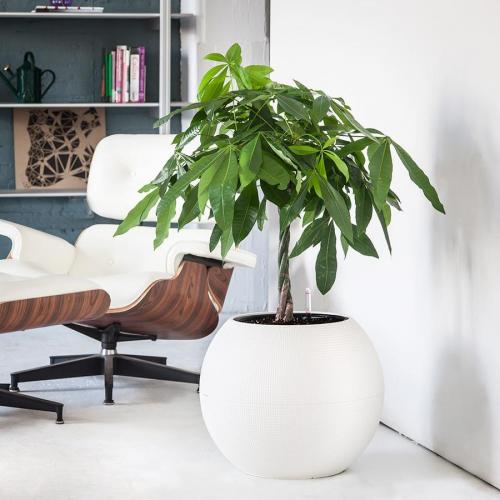 Самые неприхотливые комнатные растения для офиса. Топ-12 растений для офиса