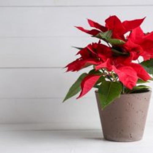 Комнатные растения для начинающих. Эта.  Выбор лучших растений для начинающих