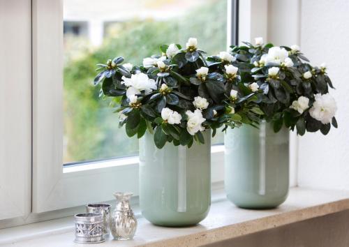 Самые неприхотливые комнатные растения для офиса. Топ-12 растений для офиса