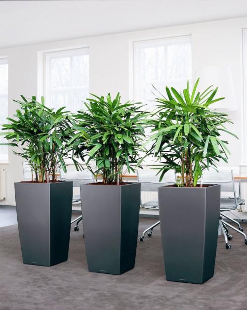 Самые неприхотливые комнатные растения для офиса. Топ-12 растений для офиса