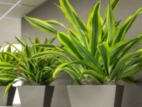 10 неубиваемых комнатных растений. Неубиваемые комнатные растения: топ-10 с фото и описанием 09
