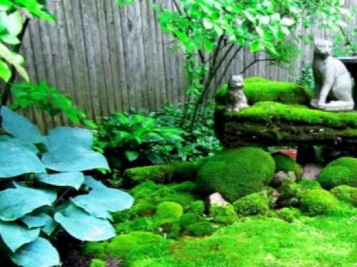 10 неубиваемых комнатных растений. Неубиваемые комнатные растения: топ-10 с фото и описанием 04