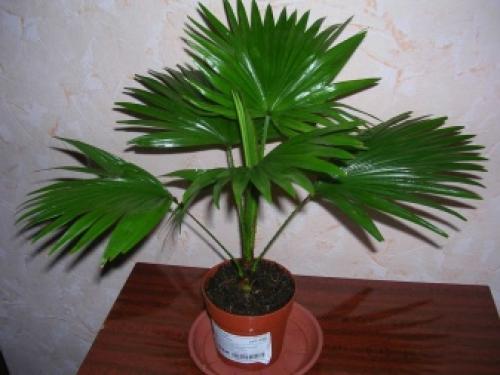 10 неубиваемых комнатных растений. Неубиваемые комнатные растения: топ-10 с фото и описанием 08