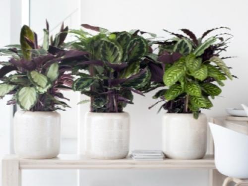 10 неубиваемых комнатных растений. Неубиваемые комнатные растения: топ-10 с фото и описанием 05