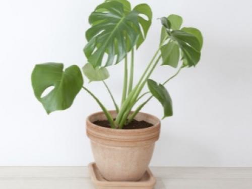 10 неубиваемых комнатных растений. Неубиваемые комнатные растения: топ-10 с фото и описанием 10