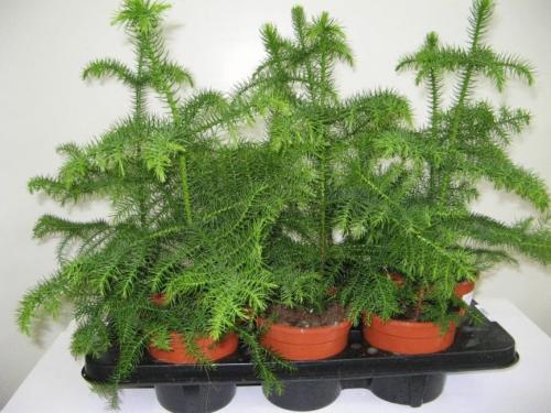 Комнатные растения полезные для легких. Лучшие растения для очистки воздуха