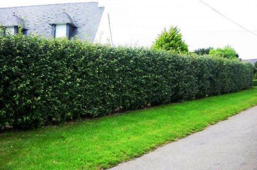 Живая изгородь быстрорастущая многолетняя украина. Кусты для изгороди