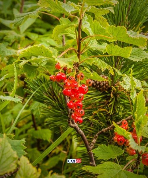 Кустарники для живой изгороди в тени. Живая изгородь: 12 живых изгородей для тенистых участков