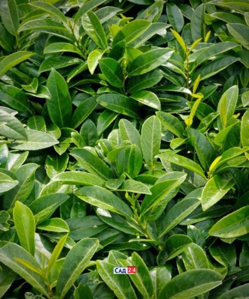 Кустарники для живой изгороди в тени. Живая изгородь: 12 живых изгородей для тенистых участков