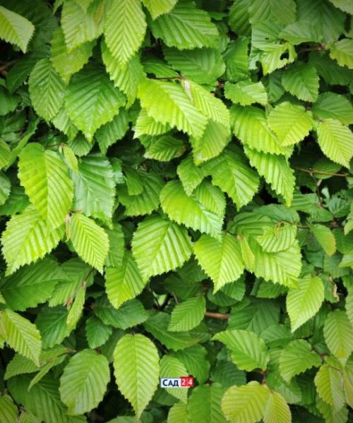 Кустарники для живой изгороди в тени. Живая изгородь: 12 живых изгородей для тенистых участков