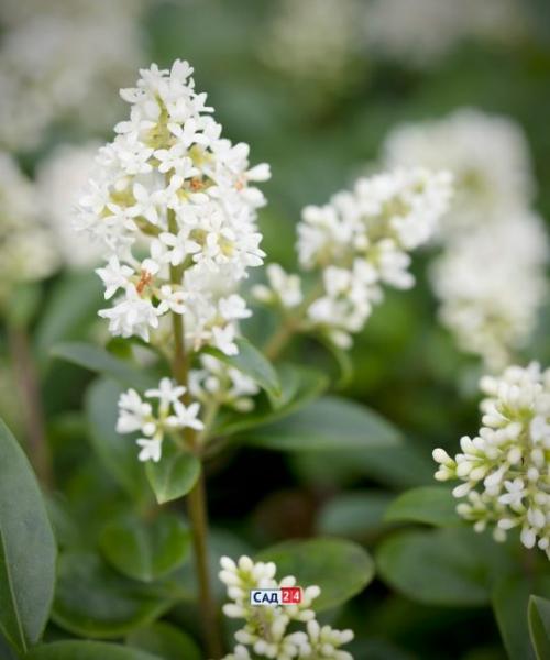 Кустарники для живой изгороди в тени. Живая изгородь: 12 живых изгородей для тенистых участков