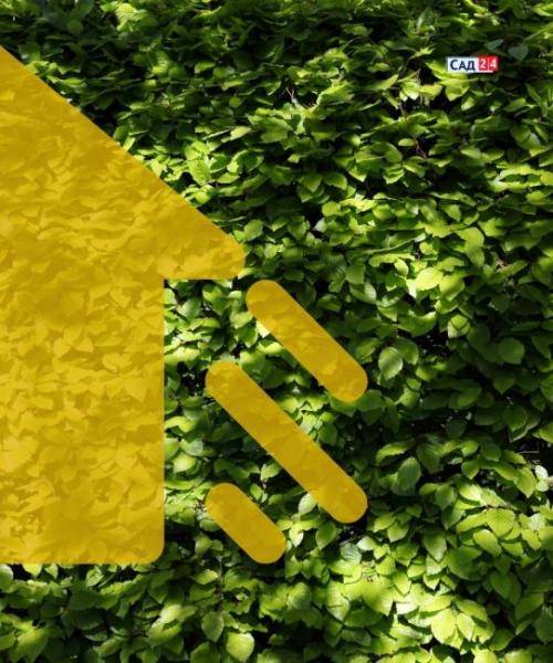 Кустарники для живой изгороди в тени. Живая изгородь: 12 живых изгородей для тенистых участков