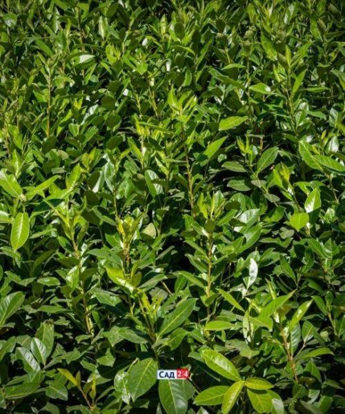 Кустарники для живой изгороди в тени. Живая изгородь: 12 живых изгородей для тенистых участков