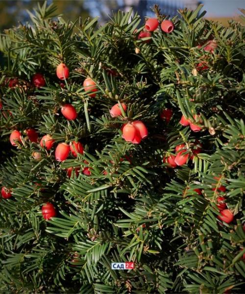 Кустарники для живой изгороди в тени. Живая изгородь: 12 живых изгородей для тенистых участков