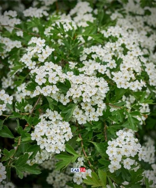 Кустарники для живой изгороди в тени. Живая изгородь: 12 живых изгородей для тенистых участков