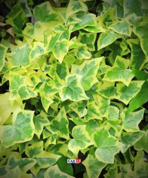 Кустарники для живой изгороди в тени. Живая изгородь: 12 живых изгородей для тенистых участков