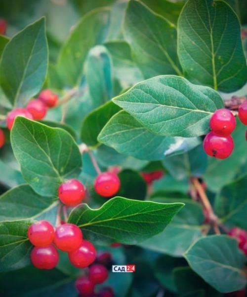 Кустарники для живой изгороди в тени. Живая изгородь: 12 живых изгородей для тенистых участков