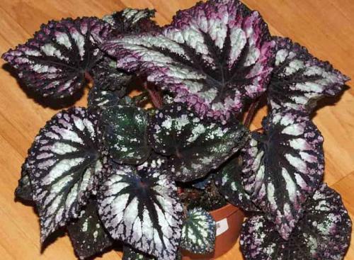 Тенелюбивые комнатные растения для кухни. 33 тенелюбивые комнатные растения с минимальными требованиями к освещению