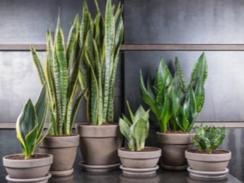 Цветы которые растут в тени комнатные. Описание 01 Цветы которые растут в тени комнатные. Описание 01