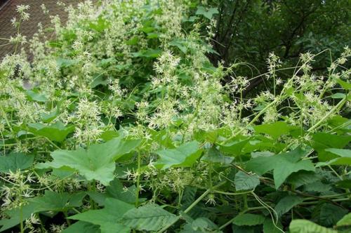 Самые быстрорастущие цветы для украшения сада.. Быстрорастущие вьющиеся и плетистые растения для дачи