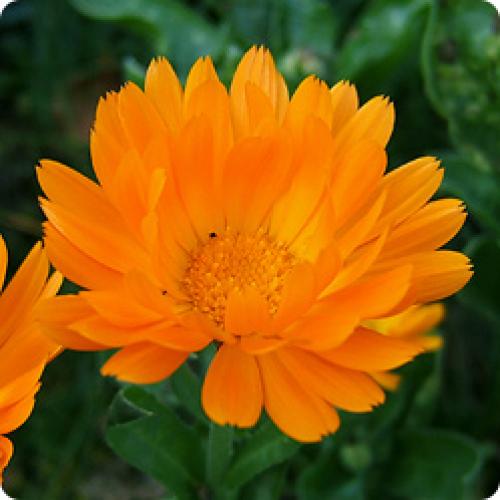 Быстрорастущие цветы из семян. КАКИЕ БЫСТРОРАСТУЩИЕ ОДНОЛЕТНИЕ ЦВЕТЫ МОЖНО ПОСЕЯТЬ НА КЛУМБУ В ИЮНЕ