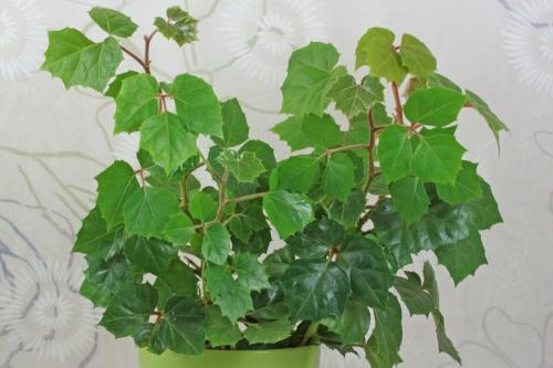 Самые быстрорастущие цветы для украшения сада.. Быстрорастущие вьющиеся и плетистые растения для дачи 32 Самые быстрорастущие цветы для украшения сада.. Быстрорастущие вьющиеся и плетистые растения для дачи 32