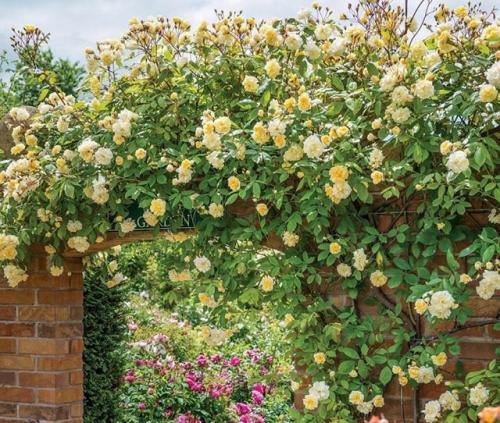 Самые быстрорастущие цветы для украшения сада.. Быстрорастущие вьющиеся и плетистые растения для дачи