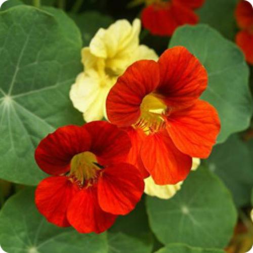 Быстрорастущие цветы из семян. КАКИЕ БЫСТРОРАСТУЩИЕ ОДНОЛЕТНИЕ ЦВЕТЫ МОЖНО ПОСЕЯТЬ НА КЛУМБУ В ИЮНЕ