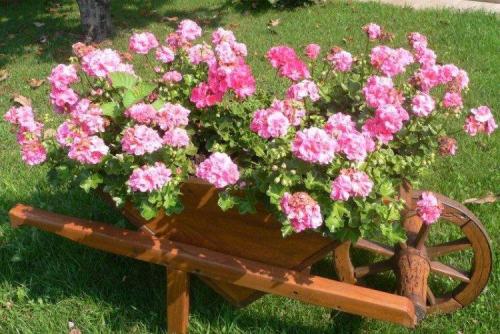 Популярные цветы для сада. Многолетние цветы для клумбы
