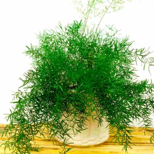 Быстрорастущие цветы для дома. Быстрорастущие комнатные растения