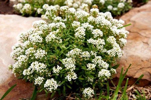 Популярные цветы для сада. Многолетние цветы для клумбы