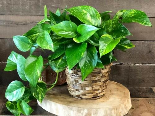 Самые быстрорастущие цветы для украшения сада.. Быстрорастущие вьющиеся и плетистые растения для дачи 30 Самые быстрорастущие цветы для украшения сада.. Быстрорастущие вьющиеся и плетистые растения для дачи 30