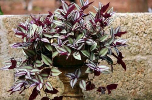 Самые быстрорастущие цветы для украшения сада.. Быстрорастущие вьющиеся и плетистые растения для дачи 31 Самые быстрорастущие цветы для украшения сада.. Быстрорастущие вьющиеся и плетистые растения для дачи 31