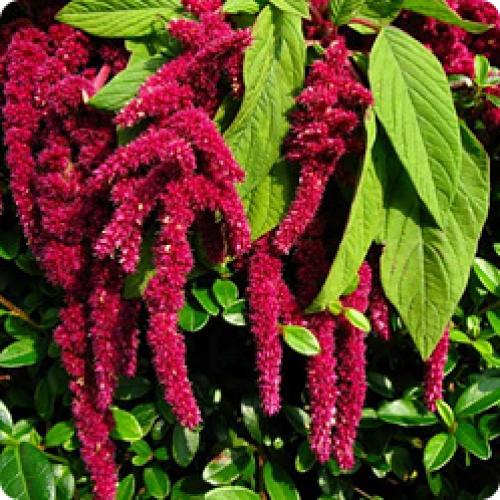 Быстрорастущие цветы из семян. КАКИЕ БЫСТРОРАСТУЩИЕ ОДНОЛЕТНИЕ ЦВЕТЫ МОЖНО ПОСЕЯТЬ НА КЛУМБУ В ИЮНЕ