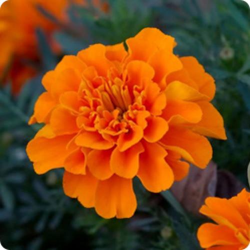 Быстрорастущие цветы из семян. КАКИЕ БЫСТРОРАСТУЩИЕ ОДНОЛЕТНИЕ ЦВЕТЫ МОЖНО ПОСЕЯТЬ НА КЛУМБУ В ИЮНЕ