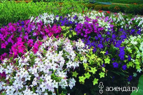 Однолетние тенелюбивые цветы для сада. Тенелюбивые однолетники