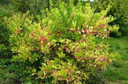 Многолетние тенелюбивые цветы и кустарники для сада. Тенелюбивые кустарники для сада – выбираем правильно 05