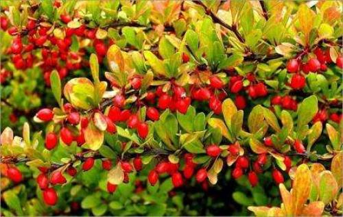 Многолетние тенелюбивые цветы и кустарники для сада. Тенелюбивые кустарники для сада – выбираем правильно 02