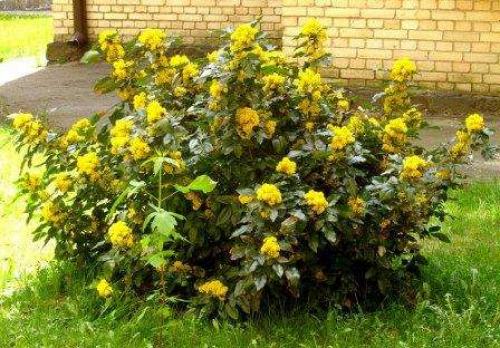 Многолетние тенелюбивые цветы и кустарники для сада. Тенелюбивые кустарники для сада – выбираем правильно 07