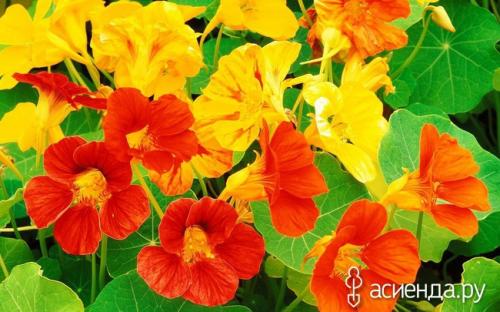 Однолетние тенелюбивые цветы для сада. Тенелюбивые однолетники