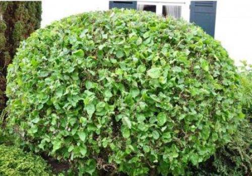 Многолетние тенелюбивые цветы и кустарники для сада. Тенелюбивые кустарники для сада – выбираем правильно 04