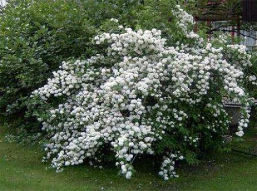 Многолетние тенелюбивые цветы и кустарники для сада. Тенелюбивые кустарники для сада – выбираем правильно 01