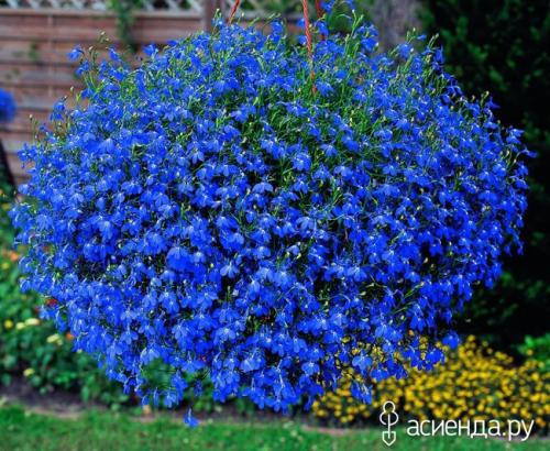 Однолетние тенелюбивые цветы для сада. Тенелюбивые однолетники