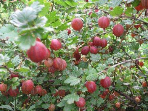 Многолетние тенелюбивые цветы и кустарники для сада. Тенелюбивые кустарники для сада – выбираем правильно 03