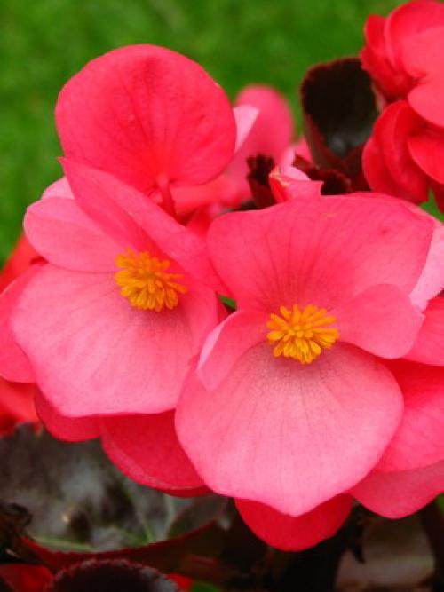 Однолетние тенелюбивые цветы для сада. Тенелюбивые однолетники 08