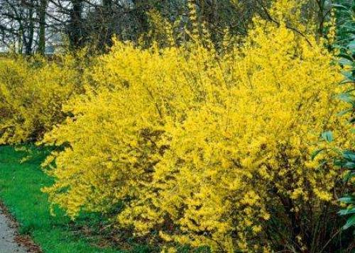 Многолетние тенелюбивые цветы и кустарники для сада. Тенелюбивые кустарники для сада – выбираем правильно 06