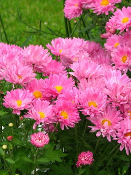 Однолетние тенелюбивые цветы для сада. Тенелюбивые однолетники 10