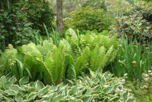 Многолетние тенелюбивые цветы и кустарники для сада. Тенелюбивые кустарники для сада – выбираем правильно 08